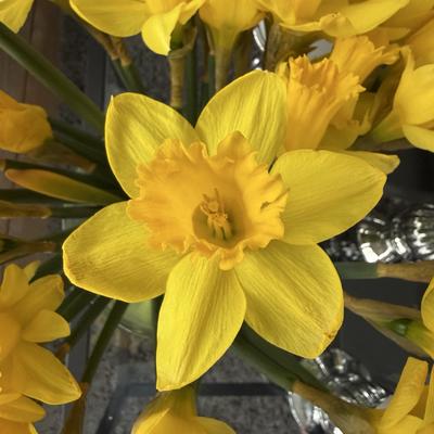 oldine@norden.social