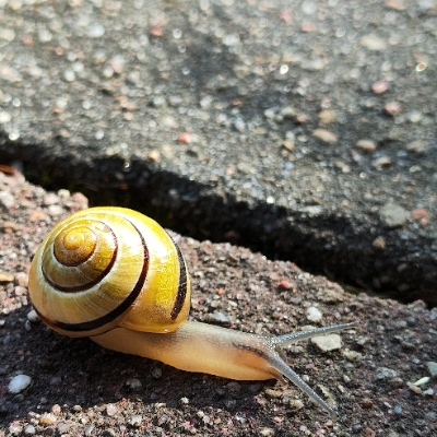 waschbaerpfoetchen@norden.social