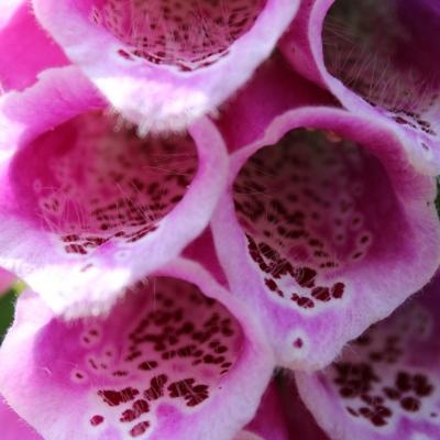 Pinklady