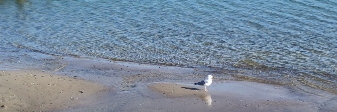 Header Image