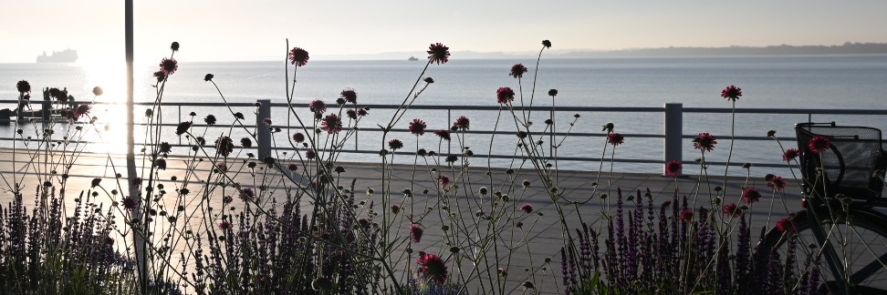 Header Image