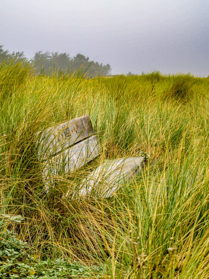 Come Sit And Stay

This is an image of a wooden bench set in tall beach grass along the coast near Bodega Bay, California.
The atmosphere is key to this image. The sun is starting to cut through the thick fog in the foreground shinning a bright light onto the bench and nearby area. 
The grass is a little better than knee high and there was barely a trail to this bench. 
In the background you can see the low fog along with a group of coastal cypress trees.