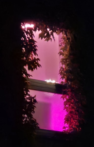 Fenster, mit Efeu umrankt, in der Dunkelheit aufgenommen, rötlich beleuchtet.