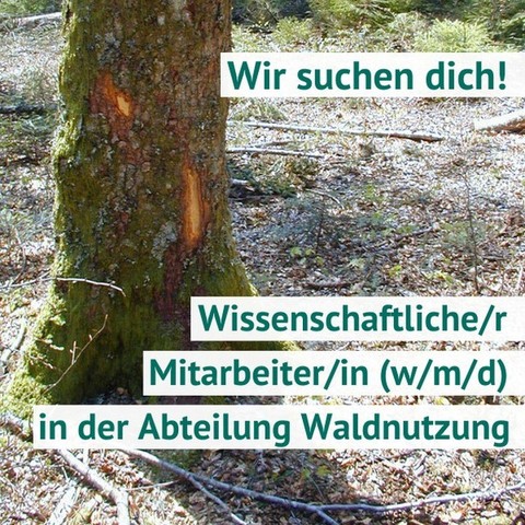 Ein beschädigter Baumstamm im Wald. Darüber liegt der Text: Wir suchen dich! Wissenschaftliche/r Mitarbeiter/in (w/m/d) in der Abteilung Waldnutzung.