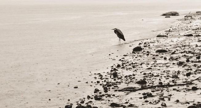A monochromatic scene depicting a solitary heron positioned at the water's edge, facing the viewer's right. The heron is framed by a predominantly hazy background, suggesting early morning or twilight conditions. The shoreline is textured with a mixture of smooth and jagged stones, with wet sand visible, indicating low tide. The overall composition emphasizes the heron's isolation and the tranquil landscape surrounding it.