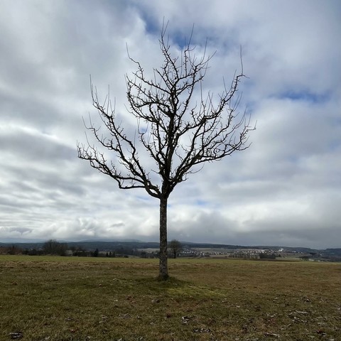 Square photograph of a bare-branched apple tree on a cold and windy late winter’s day. The meadow it stands on is still short and brownish. The sky is mostly covered by white and gray clouds with small bits of blue peeking through. The background shows groups of trees, a village and timbered hills on the horizon.