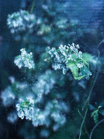 Portrait format colour image showing variegated green leaves pressed up against the textured window of a glasshouse which prevents a clear view of the plants inside but which creates a painterly effect.