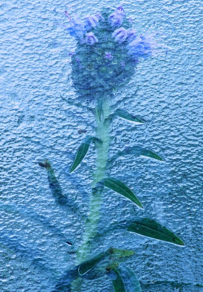Portrait format colour image showing purple-blue flowers and green leaves pressed up against the textured window of a glasshouse which prevents a clear view of the plants inside but which creates a painterly effect.