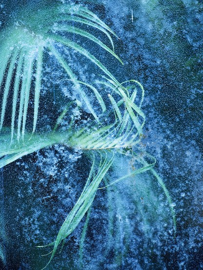Portrait format colour image showing green fern leaves pressed up against the textured window of a glasshouse which prevents a clear view of the plants inside but which creates a painterly effect.
