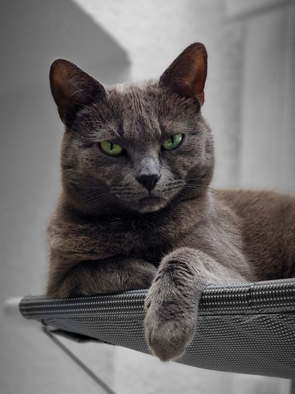 grey cat