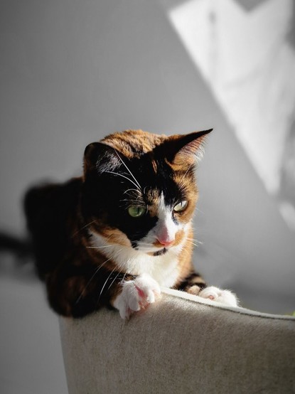cat