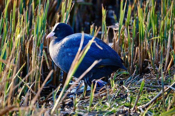 Rotund adult coot standing among shirt rushes, looking into low evening light from the left.