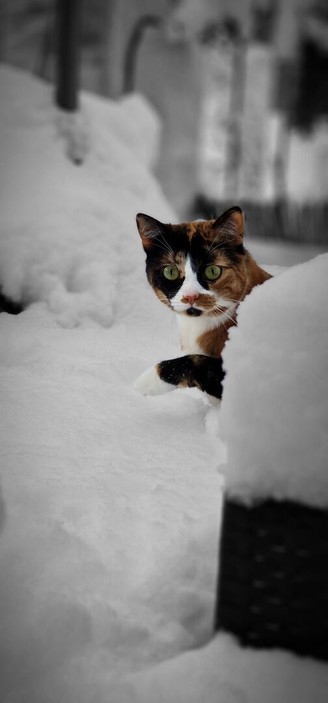 cat in snow