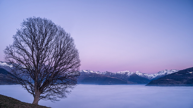 Photo d'un paysage de montagne au crépuscule. 
Au premier plan tout à gauche on voit un arbre sans feuilles. Le tronc est court et se ramifie très rapidement, la silhouette du branchage est ovoïde.
Juste derrière la vallée est occupée par une mer de nuages compacte. En arrière plan des montagnes ferment l'horizon, seuls les sommets sont saupoudrés de neige.
Le ciel offre un dégradé de rose au bleu, en passant par le mauve, du bas vers le haut.
-
Photo of a mountain landscape at dusk. 
In the left foreground is a leafless tree. The trunk is short and branches out very quickly, and the silhouette of the branches is ovoid.
Just behind, the valley is occupied by a compact sea of clouds. In the background, the mountains close off the horizon, with only the peaks sprinkled with snow.
The sky offers a gradation of pink, blue and mauve from bottom to top.