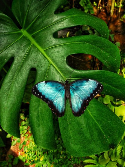 Blauer Schmetterling auf Monstera Blatt