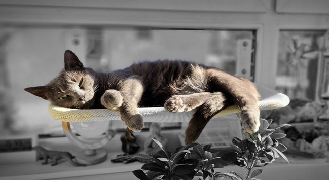 cat sleeping