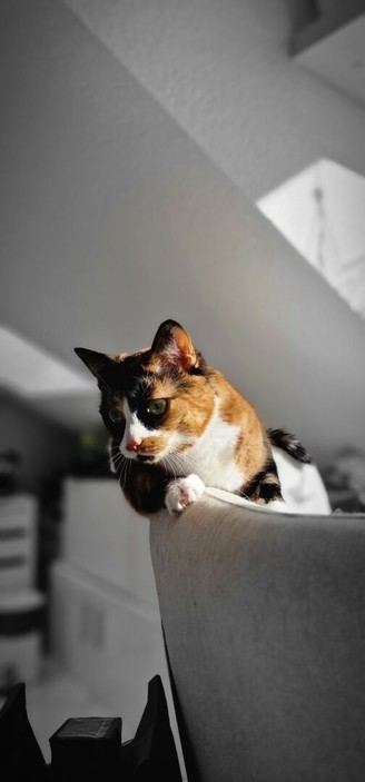 cat on edge of sofa