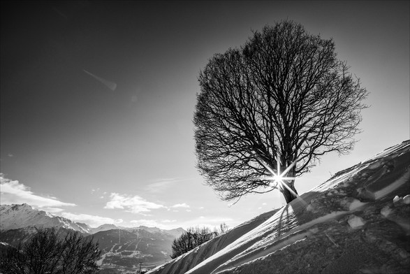 Photo d'un paysage de montagne enneigée en noir et blanc.
Au premier plan à droite, un arbre sans feuilles se dresse dans la neige. Il occupe un bon quart de l'image. Son tronc est court et son branchage a une forme ovoïde. Le soleil brille à travers ses branches. Il pousse dans une pente de neige fraiche qui occupe le coin inférieur droit de l'image.
En bas à gauche on peut voir des montagnes de l'autre côté de la vallée. Le ciel est presque sans nuages.
-
Photo of a snowy mountain landscape in black and white.
In the right foreground, a leafless tree stands in the snow. It occupies a good quarter of the image. Its trunk is short and its branches ovoid. The sun shines through its branches. It grows on a slope of fresh snow that occupies the lower right-hand corner of the picture.
In the lower left, we can see mountains on the other side of the valley. The sky is almost cloudless.