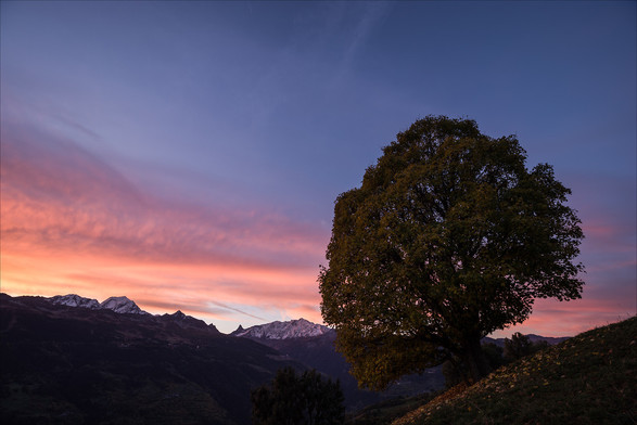 Photo d'un paysage de montagne au lever du soleil.
Au premier plan il y a un arbre au tronc court et au feuillage de forme ovoïde qui commence à se colorer pour l'automne. On peut voir des feuilles oranges au sol. L'arbre occupe un bon quart de l'image.
L'arrière-plan est constitué de montagnes situées de l'autre côté de la vallée, les plus hauts sommets sont saupoudrés de neige. La ligne d'horizon est plus basse que l'arbre.
Le ciel est couvert de nuages rougeoyants au niveau de l'arbre, puis bleu au-dessus.
-
Photo of a mountain landscape at sunrise.
In the foreground there's a tree with a short trunk and egg-shaped foliage that's starting to turn autumn colors. Orange leaves can be seen on the ground. The tree occupies a good quarter of the image.
The background is made up of mountains on the other side of the valley, the highest peaks dusted with snow. The horizon is lower than the tree.
The sky is covered with glowing clouds at tree level, then blue above.
