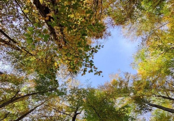 Baumkronen im Wald bei Ebergötzen, die die Regenverteilung beeinflussen.

Foto: Simon Drollinger
