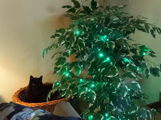 A handsome black kitty sits comfortably in a wicker cat basket, which is behind a false plant/tree with green lights.