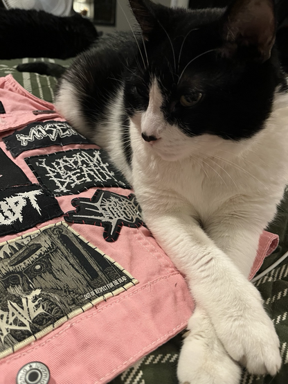Photo of black and white cat laying next to aforementioned vest