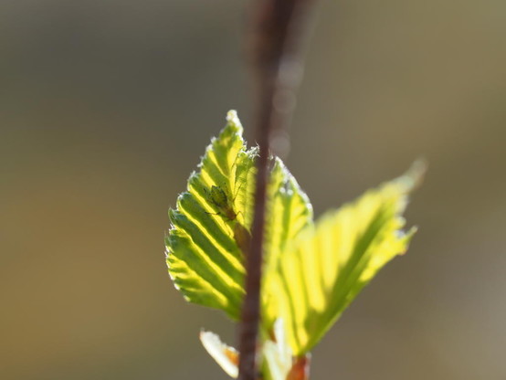 Junges Blatt an einem Baum im Gegenlicht, auf dem Blatt sitzt ein kleiner Käfer.