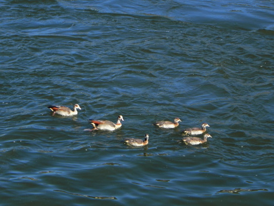 Une famille d'ouettes d'Egypte en excursion sur le Rhin à Kripp
