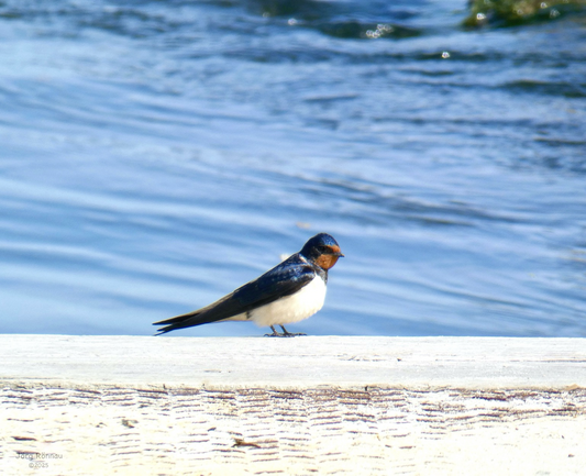 Das Bild zeigt eine Rauchschwalbe, die auf einer hellen, leicht verwitterten Holzfläche sitzt. Im Hintergrund ist eine leicht bewegte Wasseroberfläche zu sehen. Die Farben sind hauptsächlich Blau (Wasser) und Weiß (Holz), mit den Schwarz-Weiß-Tönen der Schwalbe als Kontrast. Das Bild wirkt ruhig und naturverbunden.