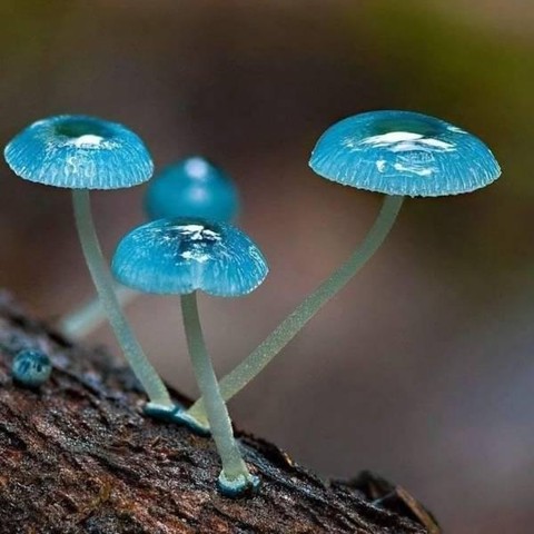 Ein Foto des Pilzes Mycena Interrupta, auch "Pixies Pixie’s Parasol“, auf deutsch „Elfen-Sonnenschirm“ genannt.
Er ist sehr klein & leuchtend Türkis.