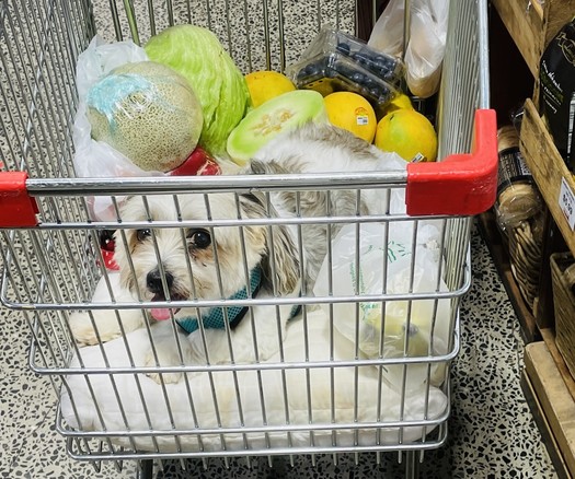 Wo/man's best friend in food section of supermarket