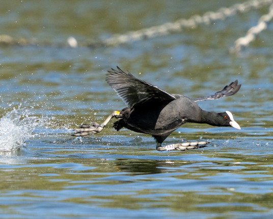 Coot running on water.