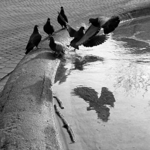 A black and white photograph captures a group of pigeons interacting with a shallow pool of water. Six pigeons are visible in the frame. Two pigeons are captured mid-flight, their wings spread wide as they appear to be landing or taking off from the water's edge. Their reflections are clearly visible on the water's surface.
Four other pigeons are standing on the textured, curved edge of the pool, some looking towards the water and others looking in different directions.
The pool itself has a slightly rippled surface, reflecting the pigeons and the surrounding environment in a somewhat distorted manner. The edge of the pool is made of a rough, light-toned material, contrasting with the darker bodies of the pigeons and the water. The background shows a paved surface with a grid pattern of tiles or stones.