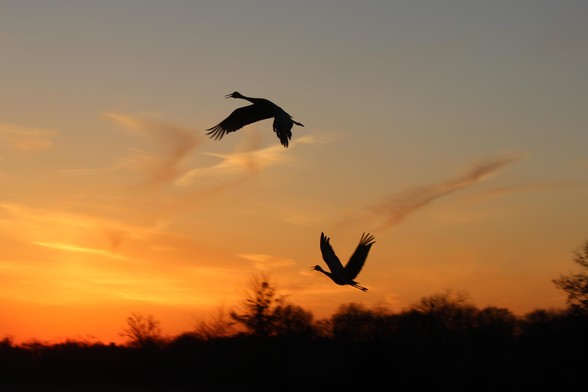 Two sandhill cranes flying in silhouette with a sunset in the background.