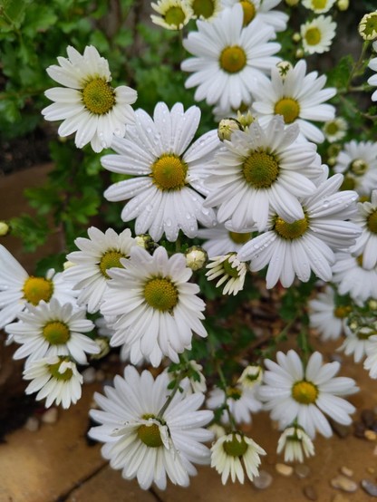 Einige Blüten der Grönland margeriten