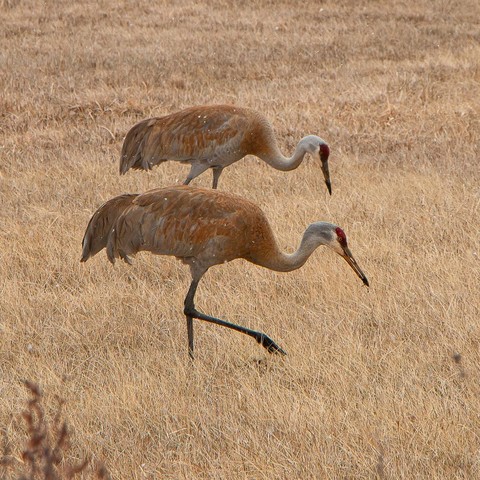 two sandhill cranes walk across a yellow dry grassy field with their red heads pointed toward the ground and their stalky feet raised