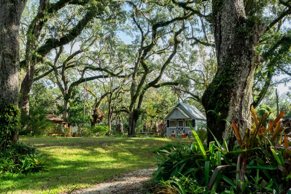 Live oak trees surround the Dunlawton Sugar Mill area with a little green house shed in the near distance.