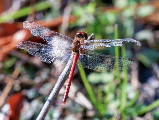 Dragonfly with a red abdomen and two pairs of outstretched, tattered wings.