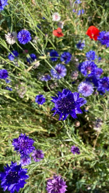 A colour image of wildflowers taken from above with a cornflower as main focus