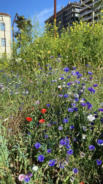 A colour image of wildflowers taken from standing view height showing the urban environment of apartment blocks in the city of Girona, Catalonia, in the background