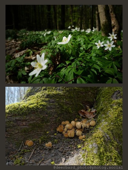 two photos from forest