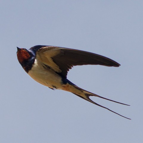 Side view of a barn swallow, wings slightly folded, looking upwards