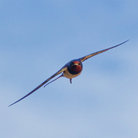 Front view of a barn swallow