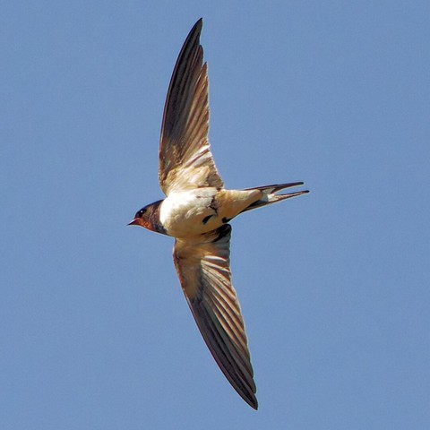 Side view of a barn swallow that makes a tourn, wings vertically belly vissible