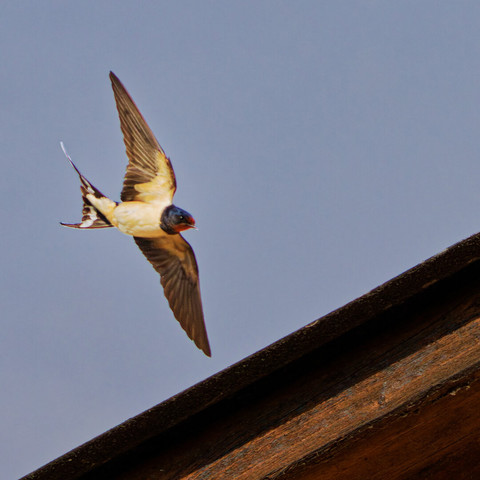The swallow comes around the roof top
