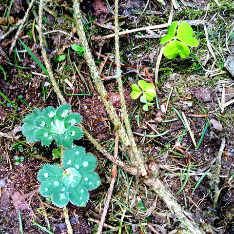 A pair of lady's mantle growing on the forest floor, each featuring several small droplets of water