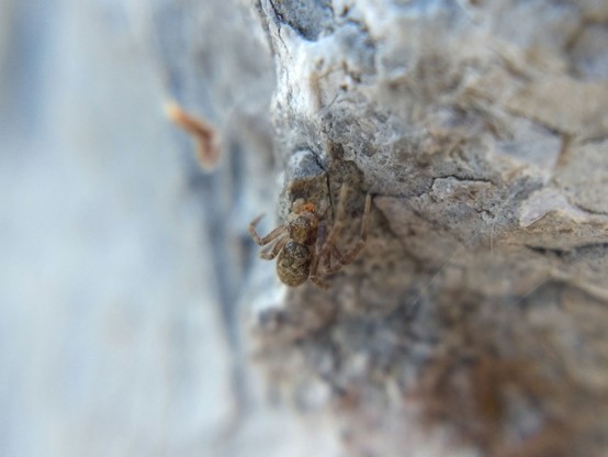 A small, flat, crablike grey-brown spider perched on a large rock with something light red and leggy in its jaws.