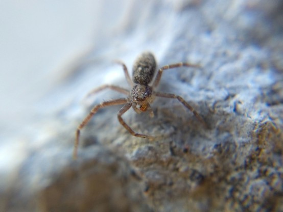 A closer shot from a better angle shows the dark blueish body and thin light red legs and mouthparts of a clover mite.