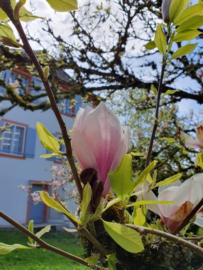 a pale pink mognolia flower, int he background an old European style house