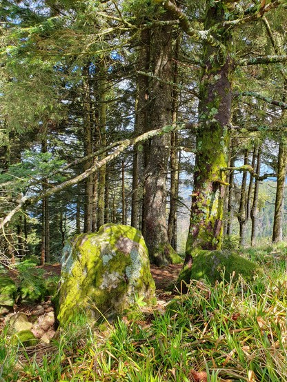 bemooste Felsen unter Nadelbäumen, die Sonne scheint, die Äste werfen Schatten